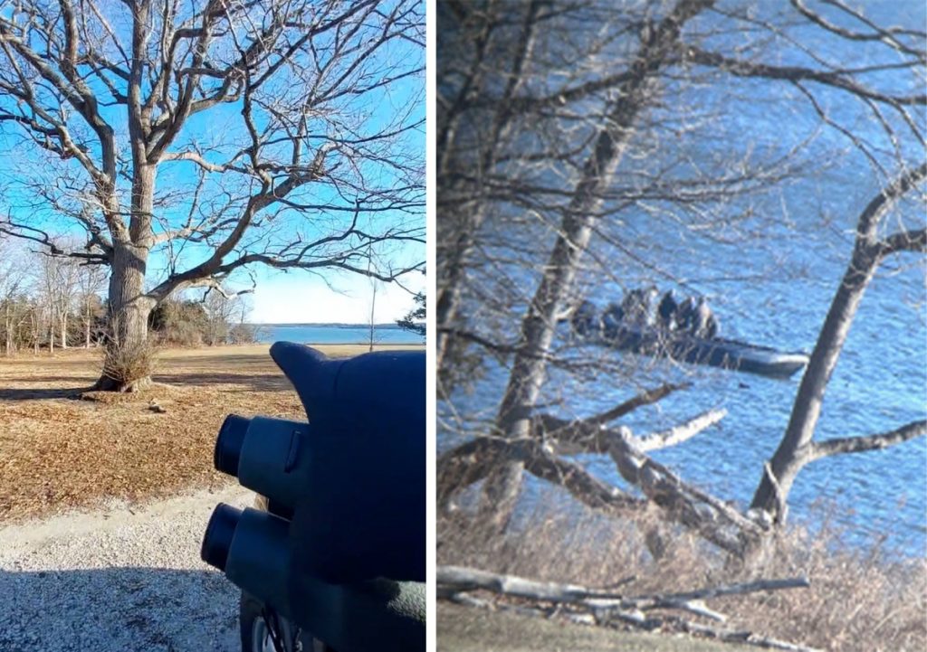 «Rassemblement de manuels, tirez, tuez». Les gardes-chasse capturent un guide de sauvagine rassemblant des canards de mer en vidéo