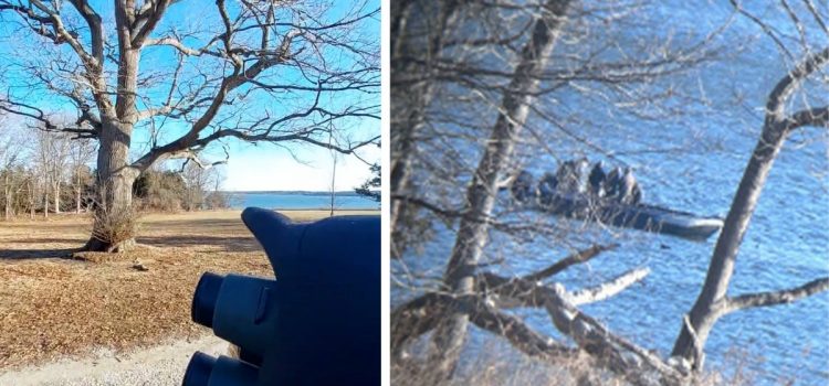 «Rassemblement de manuels, tirez, tuez». Les gardes-chasse capturent un guide de sauvagine rassemblant des canards de mer en vidéo
