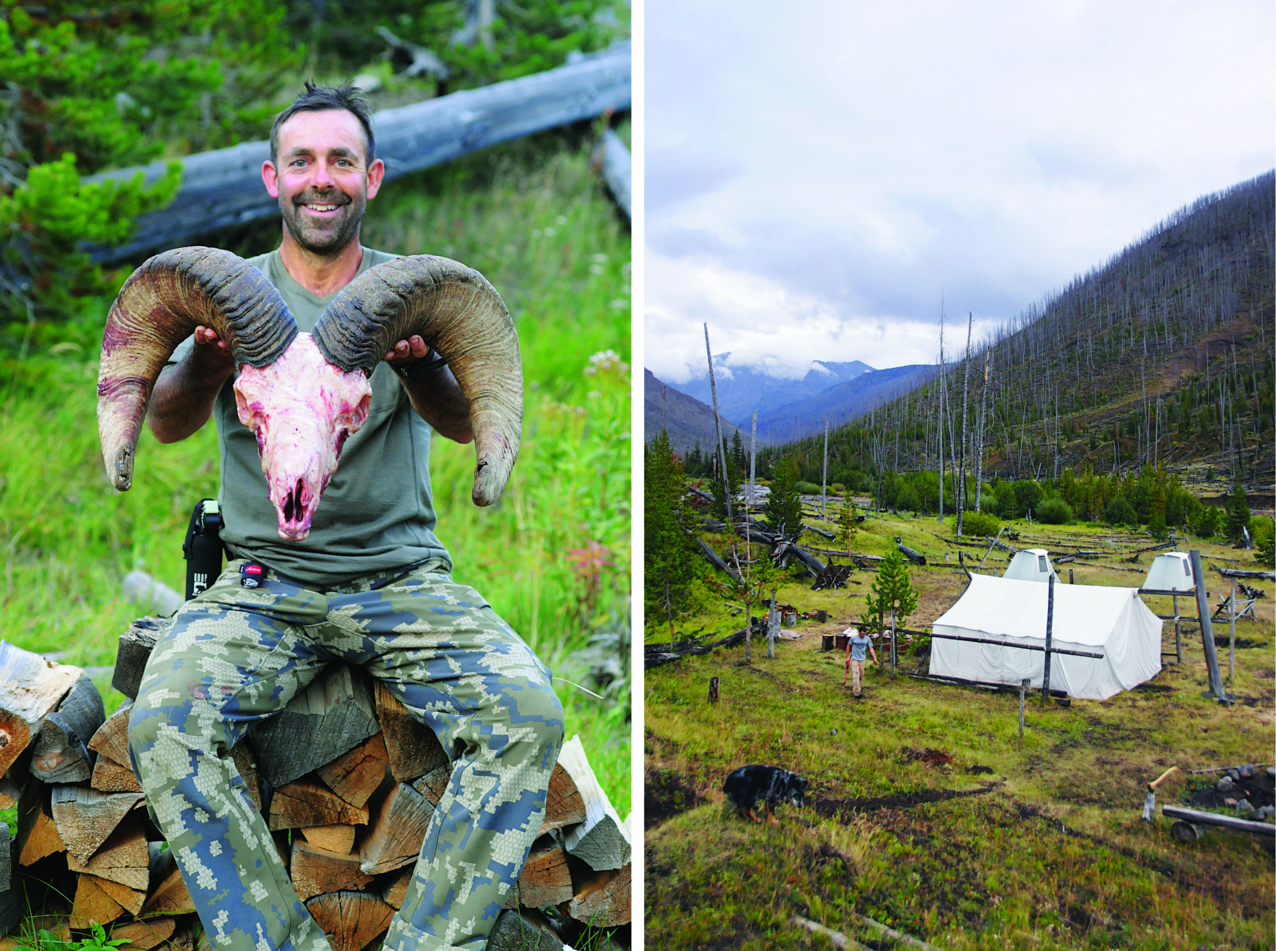 [Titre du site] Il m'a fallu des décennies pour dessiner une étiquette de mouflon d'Amérique - mais cela valait bien l'attente