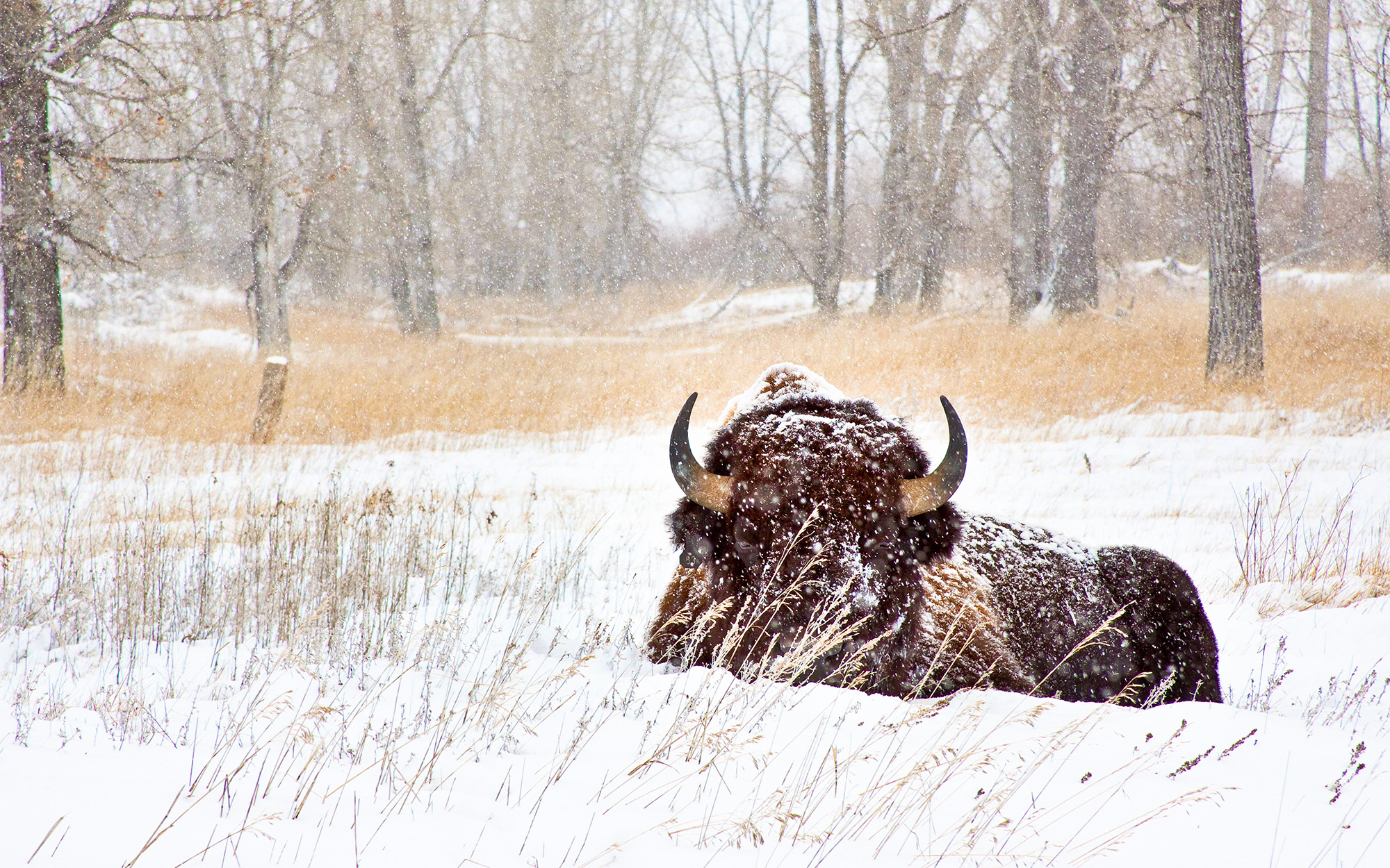[Titre du site] BLM déclare que le bison d'Amérique des prairies ne peut plus brouter sur les terres publiques