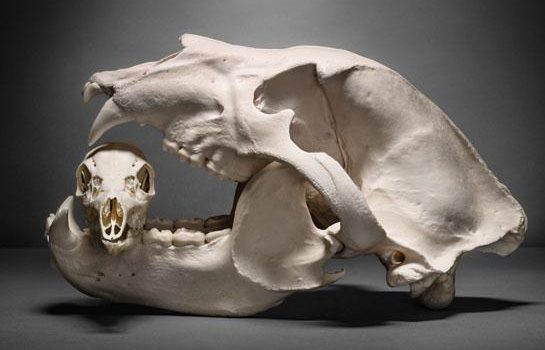 J'ai abattu un grizzly intérieur monstrueux avec mon arc classique
