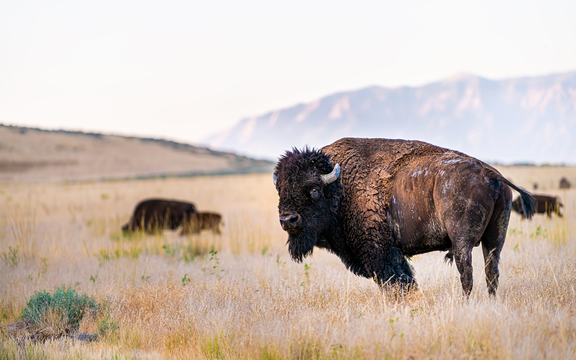 [Titre du site] Le Colorado vient d'ouvrir la porte à sa première chasse au bison sauvage depuis plus d'un siècle