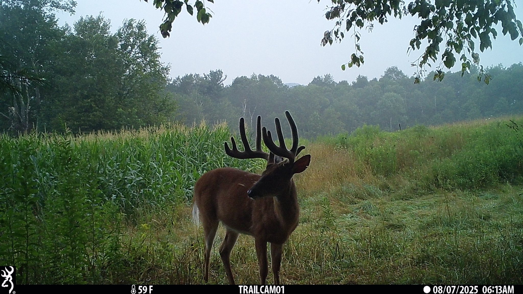 [Titre du site] Les chasseurs de l'AP prennent 3 cerfs du même stand le jour de l'ouverture (et l'un d'entre eux était un mâle géant)