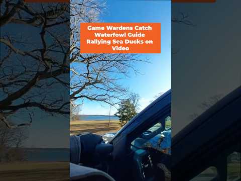 [Titre du site] «Rassemblement de manuels, tirez, tuez». Les gardes-chasse capturent un guide de sauvagine rassemblant des canards de mer en vidéo