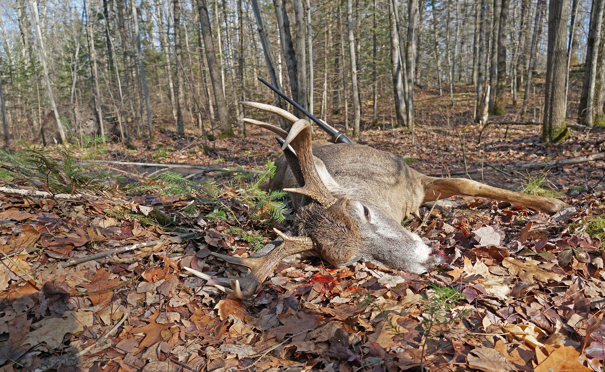 [Titre du site] Un tireur d'élite du Wisconsin est condamné à une amende de 10 000 $ après des violations liées à l'abattage de cerfs