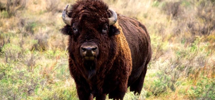 Podcast : Voici pourquoi le plan de récupération des bisons sauvages est devenu si controversé
