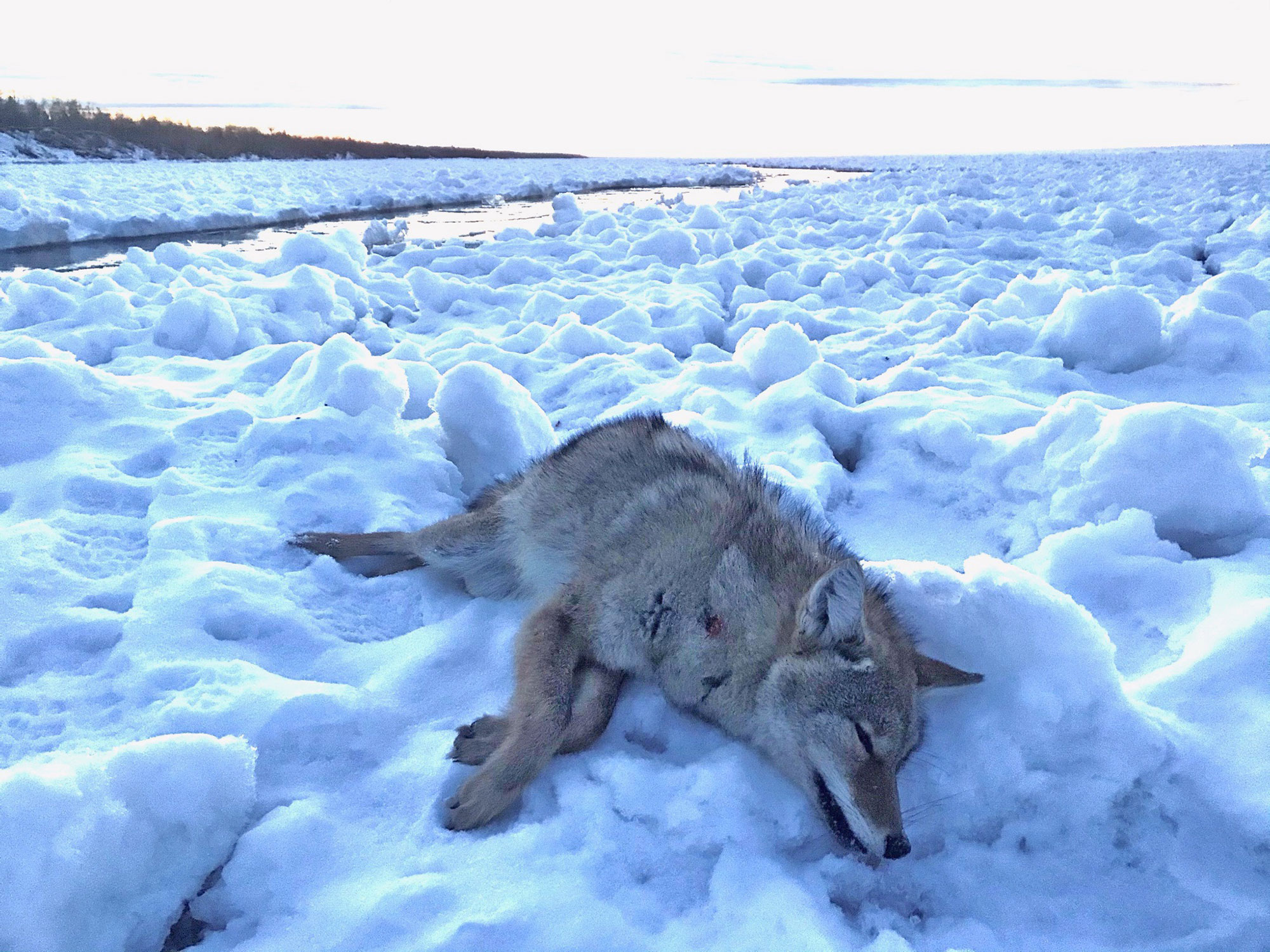 [Titre du site] 8 photos sauvages de chasse au coyote sur le lac Supérieur