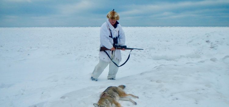8 photos sauvages de chasse au coyote sur le lac Supérieur
