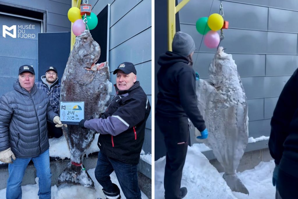 Un énorme flétan capturé à travers les glaces au Québec constitue un nouveau record scientifique