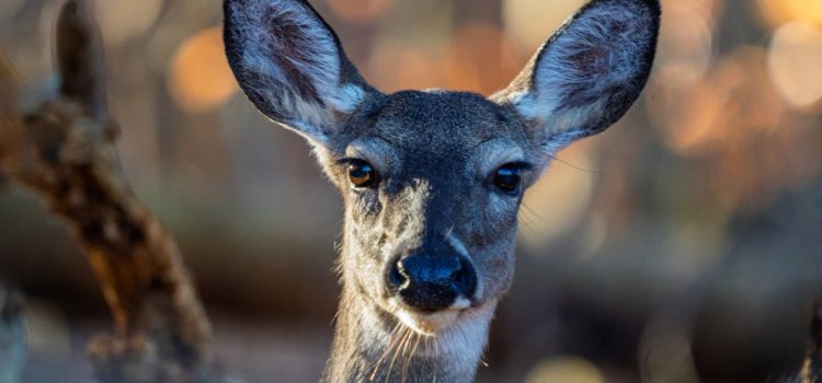 J'ai commencé à chasser il y a quelques années et ma famille ne le soutient pas vraiment – ​​pour le moment
