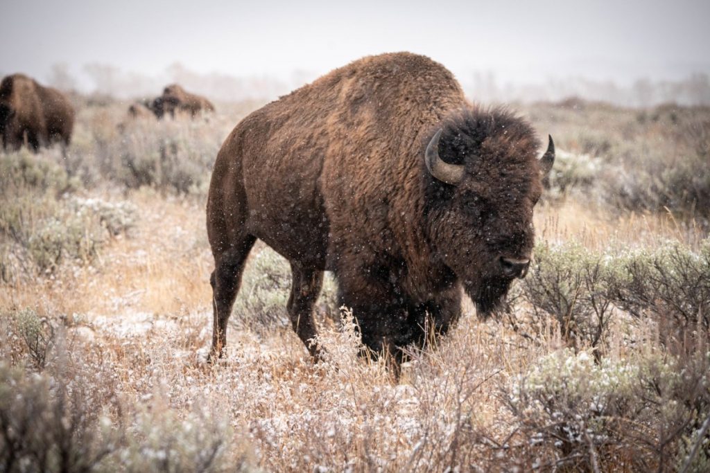 « Action positive pour le bétail. » Plus de 50 tribus contestent le gouvernement fédéral au sujet des baux de pâturage des bisons sur des terres publiques