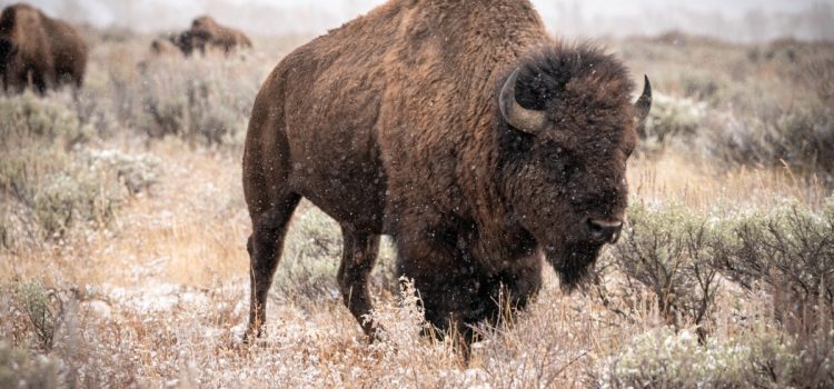 « Action positive pour le bétail. » Plus de 50 tribus contestent le gouvernement fédéral au sujet des baux de pâturage des bisons sur des terres publiques
