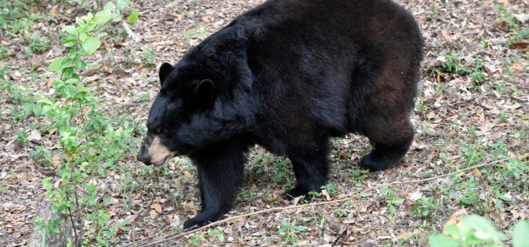 Les anti-chasseurs ont tenté de détourner la saison de l'ours noir en Floride, mais les autorités affirment que la chasse a quand même été un « succès ». Voici les données de récolte
