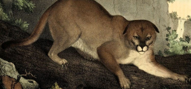 Un groupe international veut réintroduire les lions des montagnes dans le Vermont. Les responsables de l’État ne disent pas si vite
