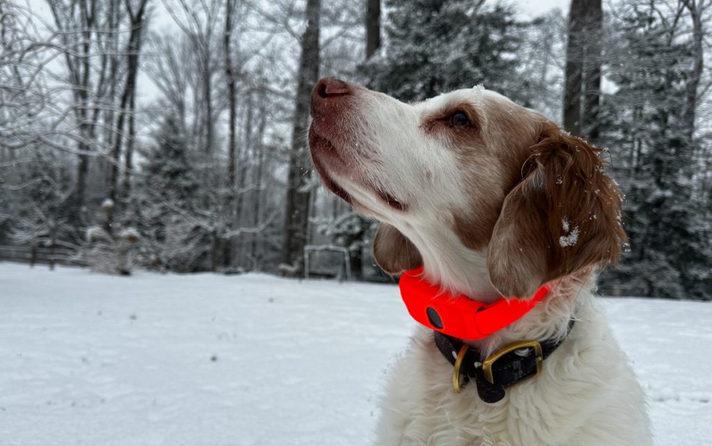 Examen du Halo Collar 5 : le collier dont chaque propriétaire de chien a besoin
