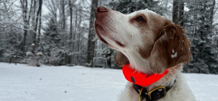 Examen du Halo Collar 5 : le collier dont chaque propriétaire de chien a besoin
