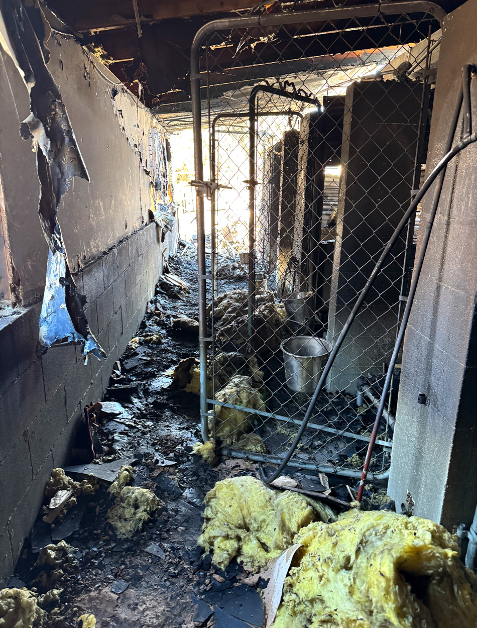 [Titre du site] Guide de réflexion rapide, Des pompiers volontaires sauvent 30 chiens oiseaux d'un chenil en feu