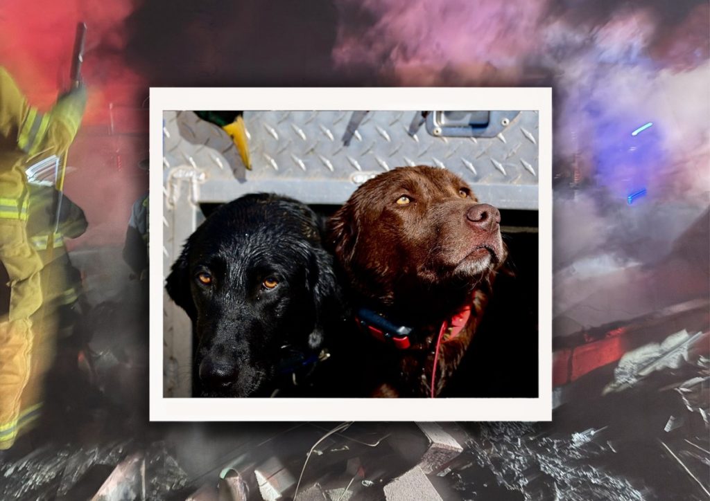 Guide de réflexion rapide, Des pompiers volontaires sauvent 30 chiens oiseaux d'un chenil en feu