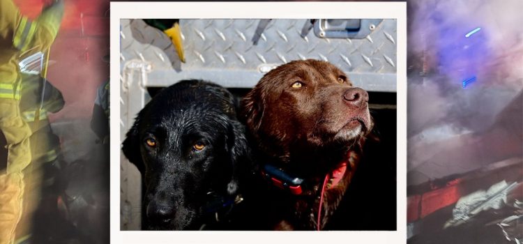 Guide de réflexion rapide, Des pompiers volontaires sauvent 30 chiens oiseaux d'un chenil en feu
