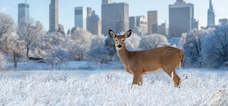 Ce que disent mes compatriotes new-yorkais lorsqu’ils découvrent que je suis un chasseur
