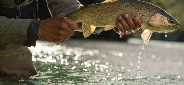 Podcast Quick Strike : Comment arrêter de prendre des photos de poissons mauvaises (et dangereuses) sur votre téléphone Podcast Quick Strike : Comment arrêter de prendre des photos de poissons mauvaises (et dangereuses) sur votre téléphone