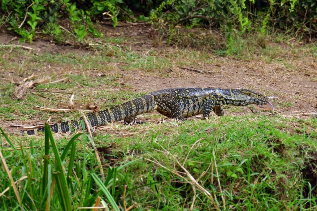 La nouvelle menace envahissante du sud de la Floride est un lézard d'Afrique de 6 pieds de long