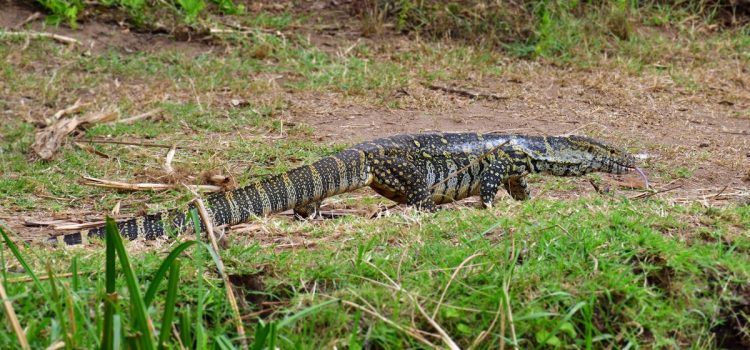 La nouvelle menace envahissante du sud de la Floride est un lézard d’Afrique de 6 pieds de long La nouvelle menace envahissante du sud de la Floride est un lézard d'Afrique de 6 pieds de long