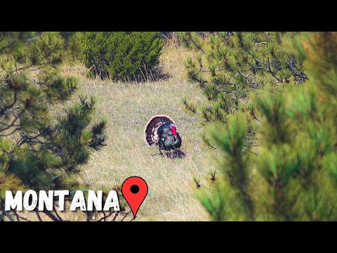 [Titre du site] Podcast : Destinations sous-estimées pour le chasseur de dinde itinérant