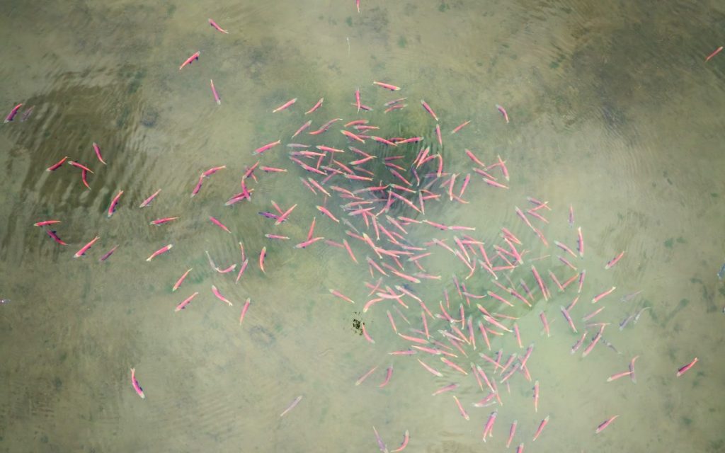 L’administration Trump défend le veto sur la mine de galets dans une victoire pour le saumon sauvage