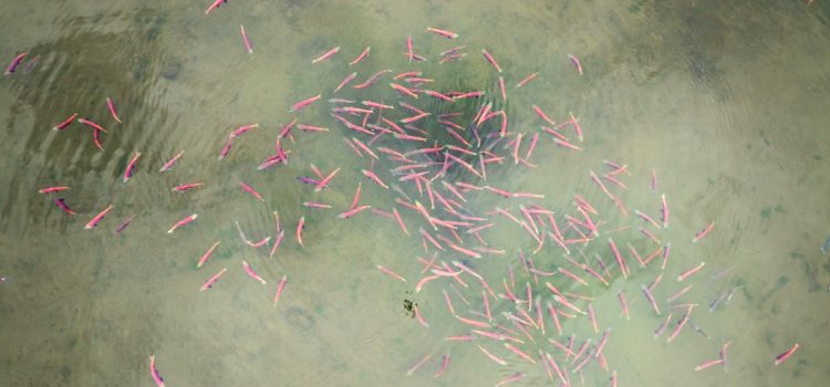 L’administration Trump défend le veto sur la mine de galets dans une victoire pour le saumon sauvage L’administration Trump défend le veto sur la mine de galets dans une victoire pour le saumon sauvage