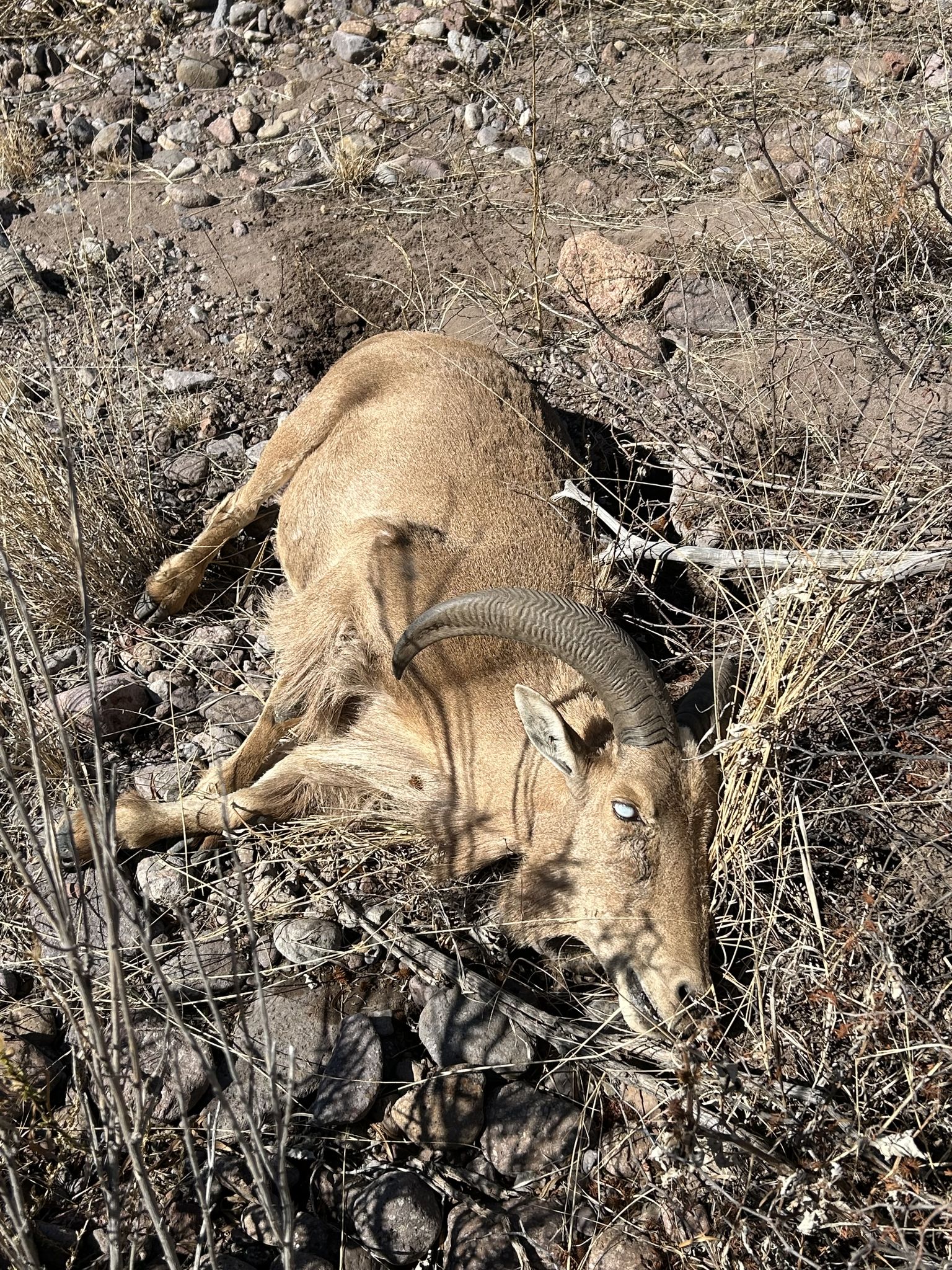 [Titre du site] Aoudad au Texas a les yeux roses. Les mouflons du désert de l'État sont en sécurité – pour l'instant