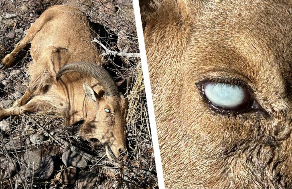 Aoudad au Texas a les yeux roses. Les mouflons du désert de l'État sont en sécurité – pour l'instant