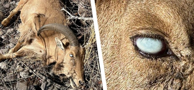 Aoudad au Texas a les yeux roses. Les mouflons du désert de l’État sont en sécurité – pour l’instant Aoudad au Texas a les yeux roses. Les mouflons du désert de l'État sont en sécurité – pour l'instant