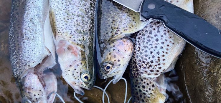 Podcast Quick Strike : La vérité sur la taille des poissons et les limites de prises Podcast Quick Strike : La vérité sur la taille des poissons et les limites de prises