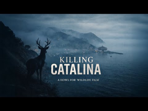 [Titre du site] Chasseurs et non-chasseurs dénoncent le nouveau plan visant à éradiquer le cerf mulet de l'île Catalina