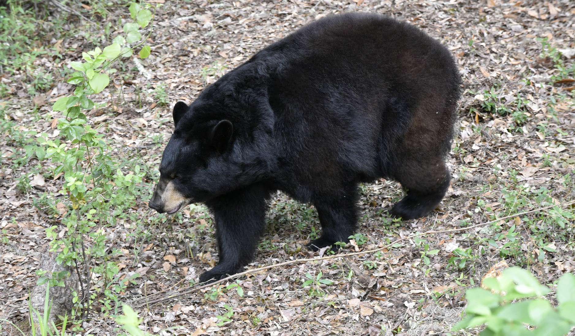 [Titre du site] Les anti-chasseurs ont tenté de détourner la saison de l'ours noir en Floride, mais les autorités affirment que la chasse a quand même été un « succès ». Voici les données de récolte
