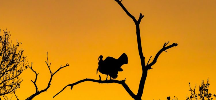 Podcast : Le principal chercheur de la NWTF explique le déclin de la Turquie
