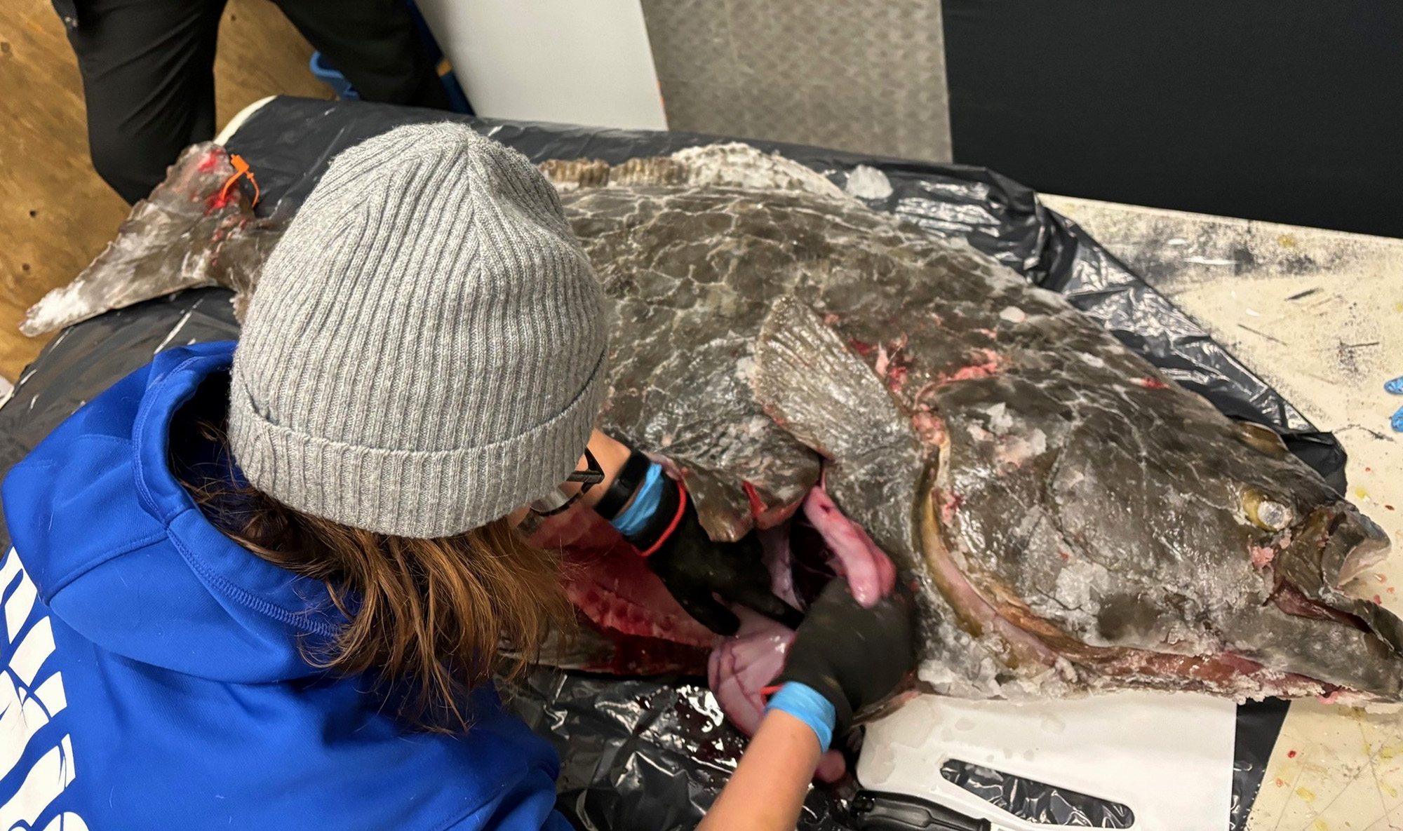 [Titre du site] Un énorme flétan capturé à travers les glaces au Québec constitue un nouveau record scientifique