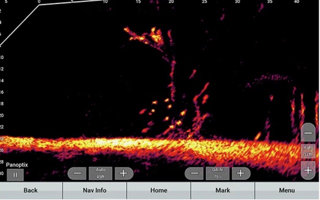 [Titre du site] Un guide complet pour attraper la marigane avec LiveScope