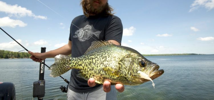 Un guide complet pour attraper la marigane avec LiveScope Un guide complet pour attraper la marigane avec LiveScope