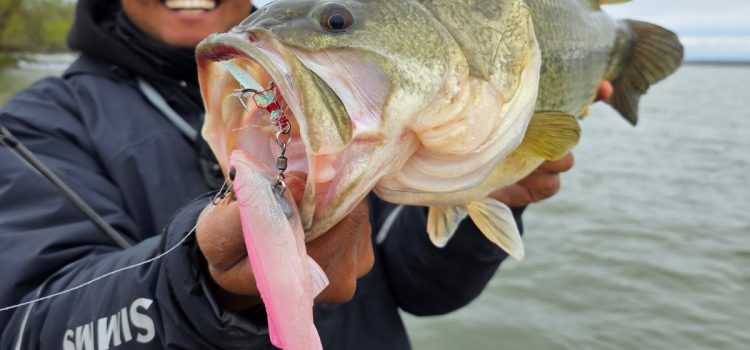 Podcast Quick Strike : 3 gros appâts pour basses que vous devriez lancer ce printemps Podcast Quick Strike : 3 gros appâts pour basses que vous devriez lancer ce printemps