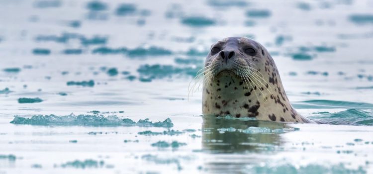 Un homme d’Alaska contracte un « doigt de phoque » dans ce que les autorités appellent une première médicale Un homme d'Alaska contracte un « doigt de phoque » dans ce que les autorités appellent une première médicale