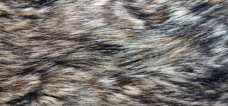 Le Colorado avance l'interdiction de la fourrure, contredisant l'opinion publique et les recommandations des biologistes
