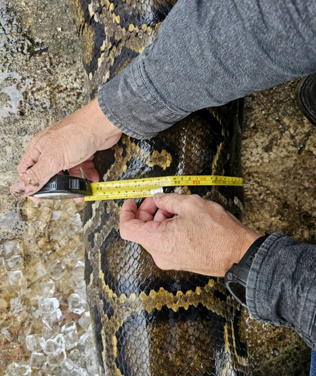 [Titre du site] Qu'est-ce que ça fait de se faire traîner à travers un marais de Floride par un python de 200 livres