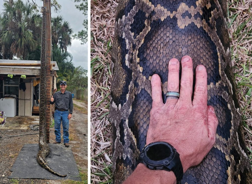 Qu'est-ce que ça fait de se faire traîner à travers un marais de Floride par un python de 200 livres