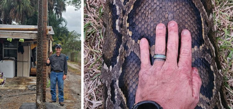 Qu'est-ce que ça fait de se faire traîner à travers un marais de Floride par un python de 200 livres
