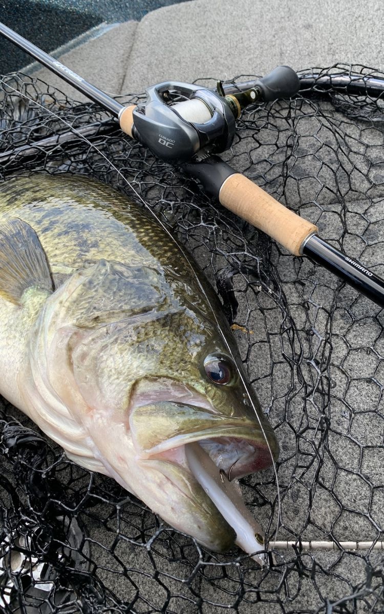 [Titre du site] Comment attraper le plus gros bar de votre vie ce printemps