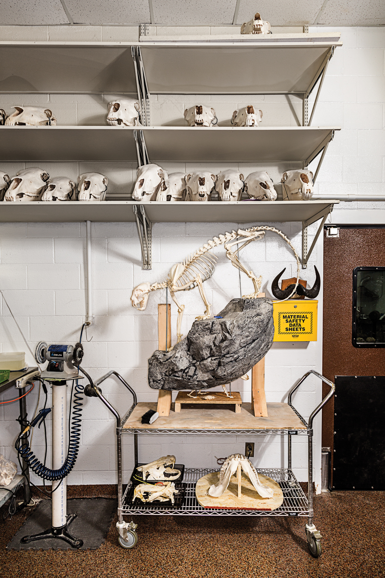 [Titre du site] Photos : à l'intérieur du magasin de taxidermie de l'Oklahoma qui fournit des crânes aux musées, aux chasseurs et à Harvard