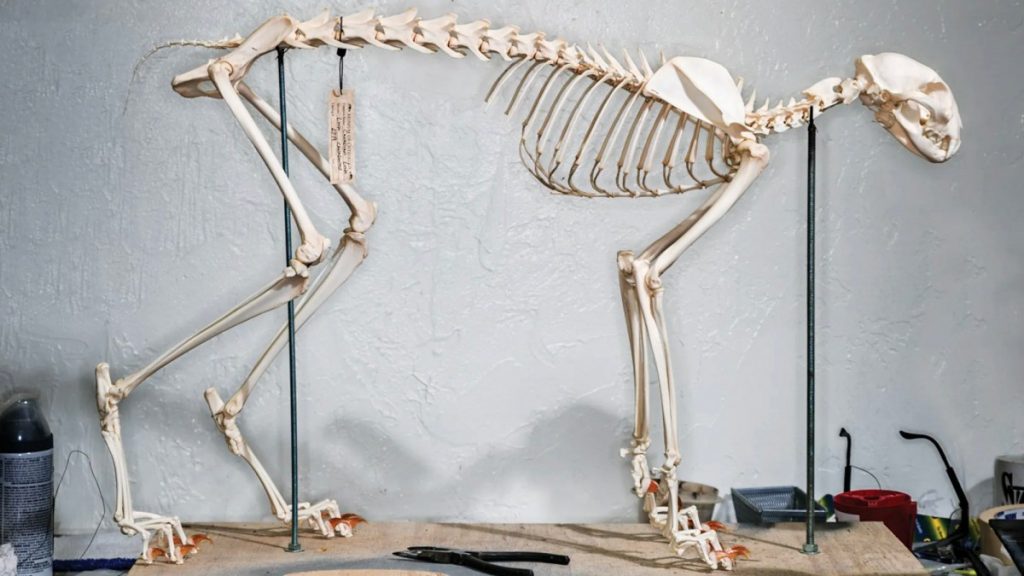 Photos : à l'intérieur du magasin de taxidermie de l'Oklahoma qui fournit des crânes aux musées, aux chasseurs et à Harvard