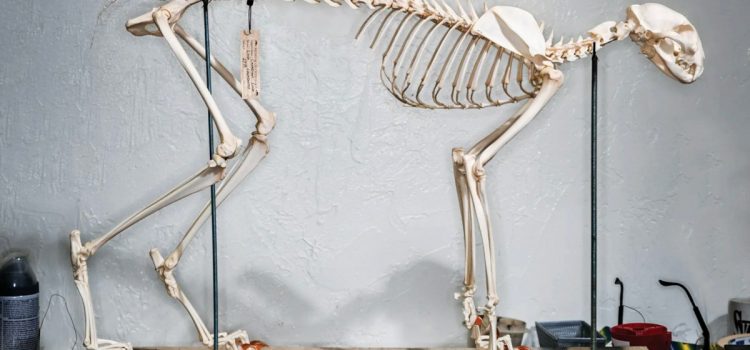 Photos : à l'intérieur du magasin de taxidermie de l'Oklahoma qui fournit des crânes aux musées, aux chasseurs et à Harvard
